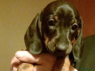 Dachshund dogs Dachshund puppies - Advert 2