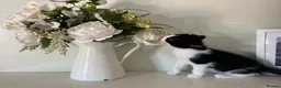 Mixed Breed cats for sale: Gorgeous Black & White kitten - Advert 6