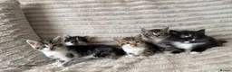 Mixed Breed cats for sale: Sweet kittens are looking for a new home. - Advert 3