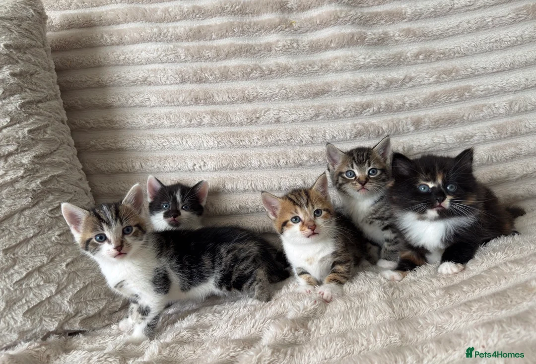 Mixed Breed cats for sale: Sweet kittens are looking for a new home. - Advert 3