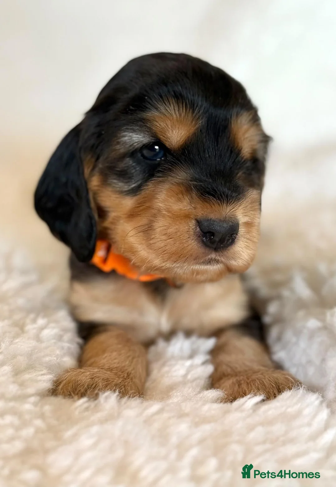 Cocker Spaniel dogs for sale: Fully Health Tested Showline Cocker Spaniel Pups - Advert 1