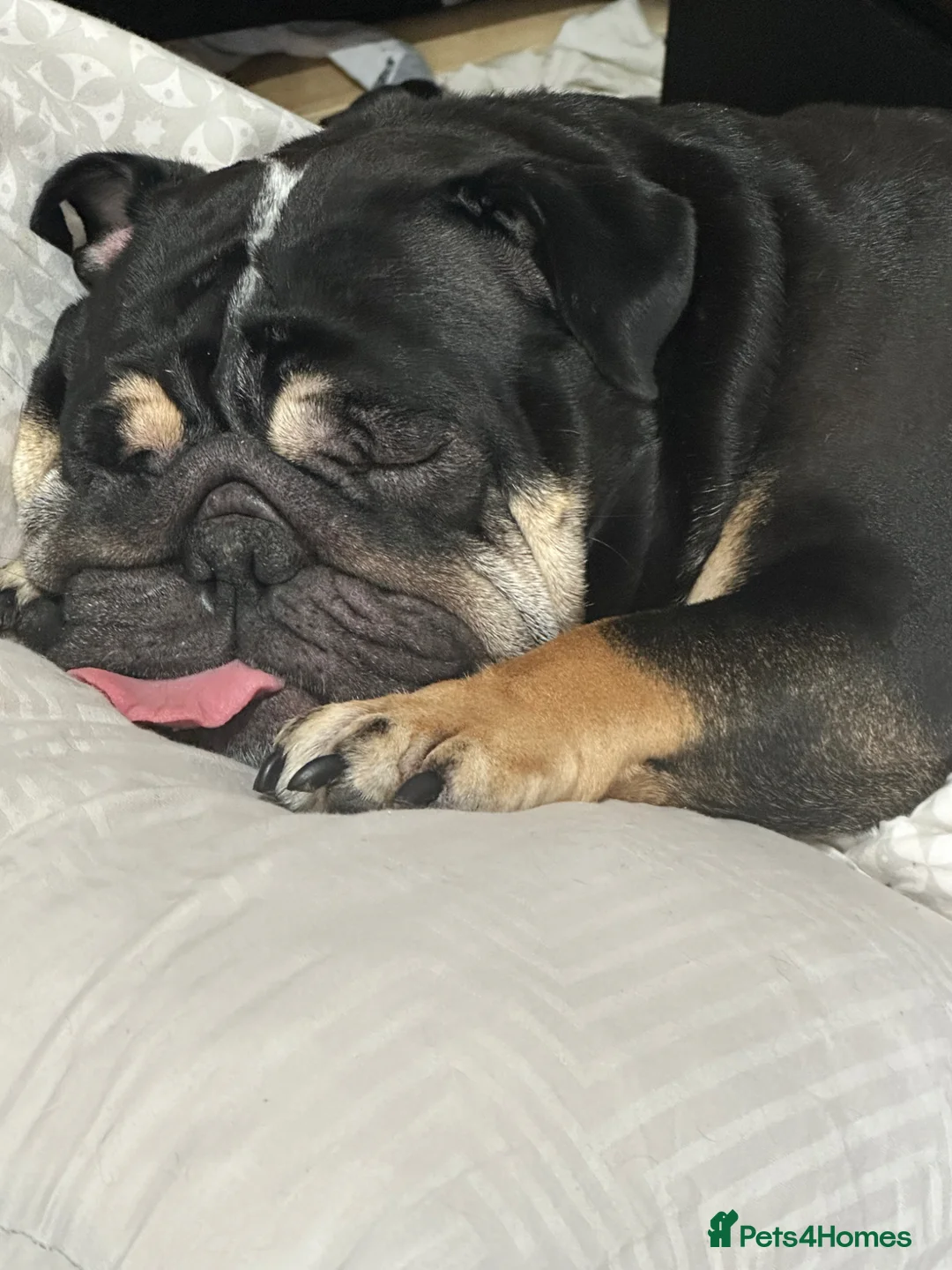 English Bulldog dogs for sale: Beautiful Blue Tri Female Bulldog for Sale in Manchester - Advert 6