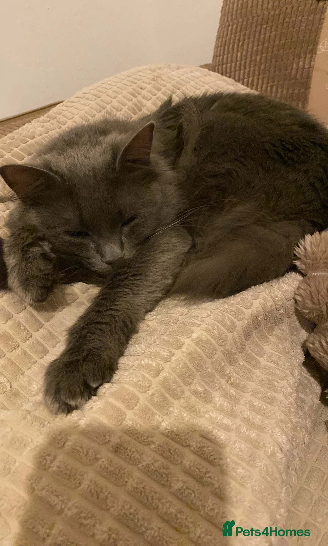 British Shorthair cats for sale:  British Shorthair X Ragdoll - Advert 2