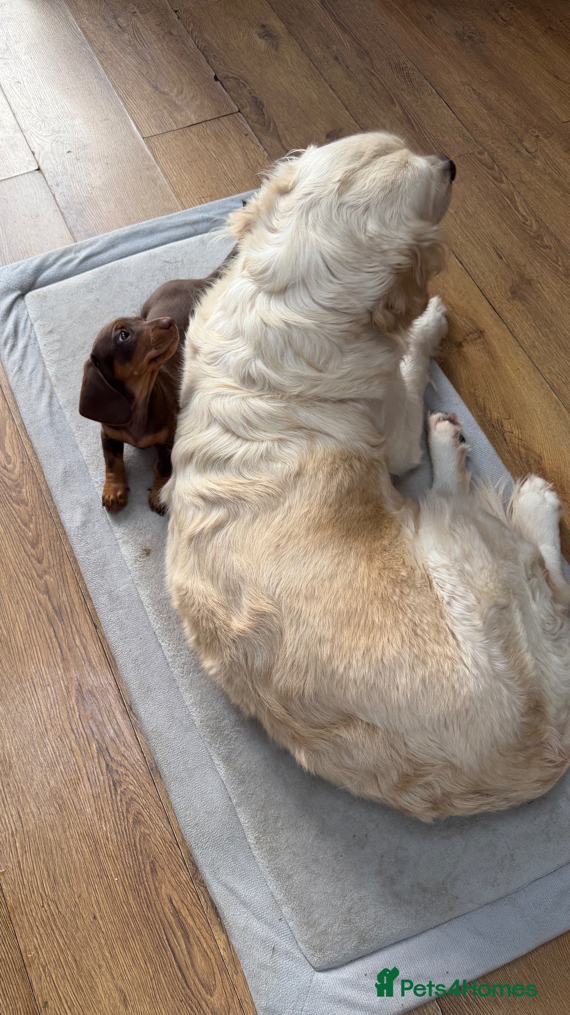 Miniature Dachshund dogs Price Reduced to Help Our Beautiful  Forever Home - Advert 2