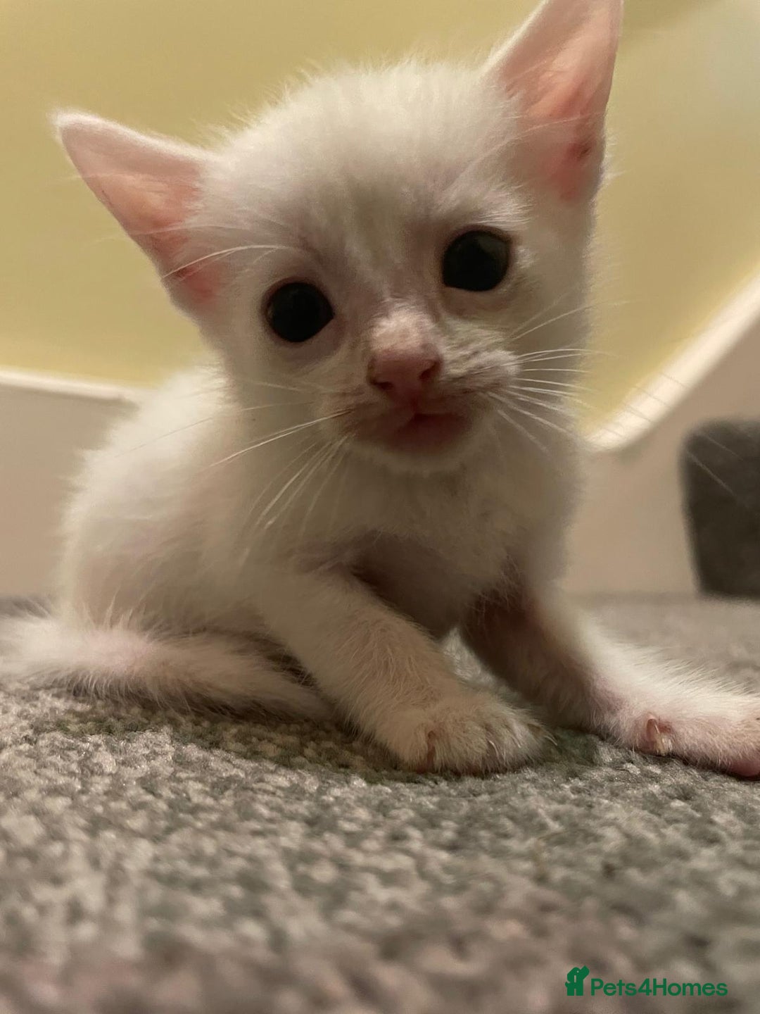 Maine Coon cats for sale: Lovely kitten's needing homes - Image 3