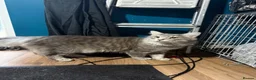 Norwegian Forest Cat cats for sale: 3 stunning half Norwegian kittens left - Advert 6