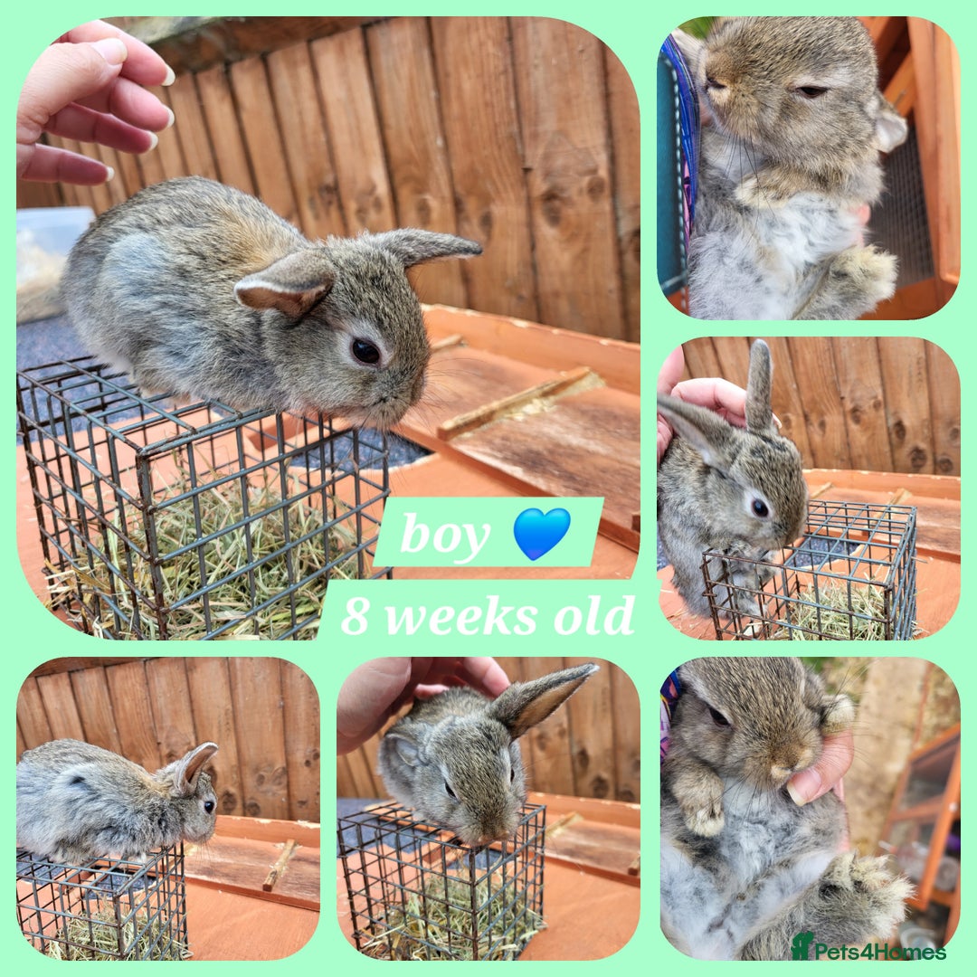 Mini Lion Lop rabbits for sale: Few mixed age boys, different types  - Image 6