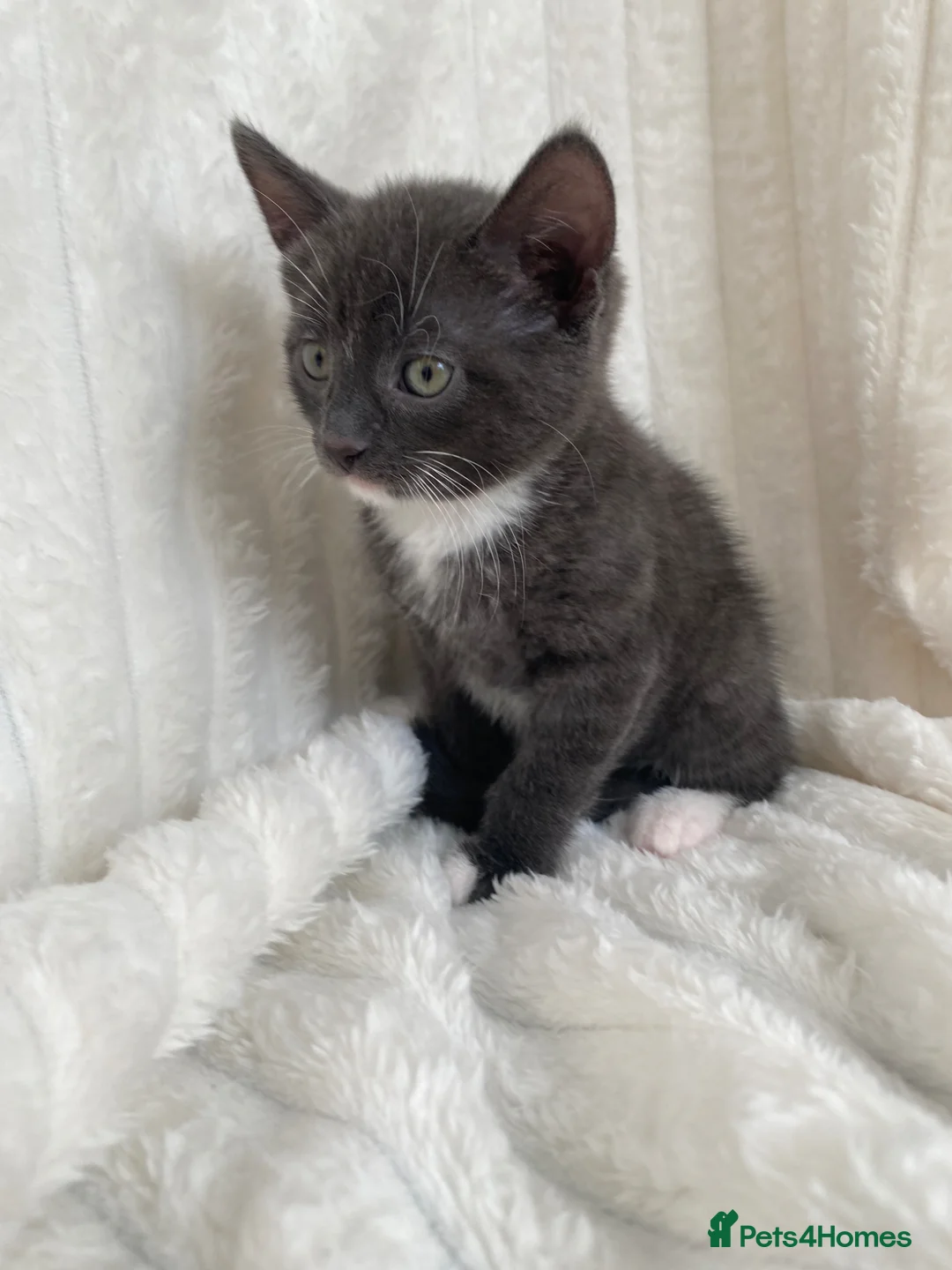 Domestic Shorthair cats for sale: Cute grey kitten - Advert 2