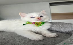 Ragdoll cats for sale: Registered Ragdoll kittens LAST GIRL HCM/PKD clear - Image 11