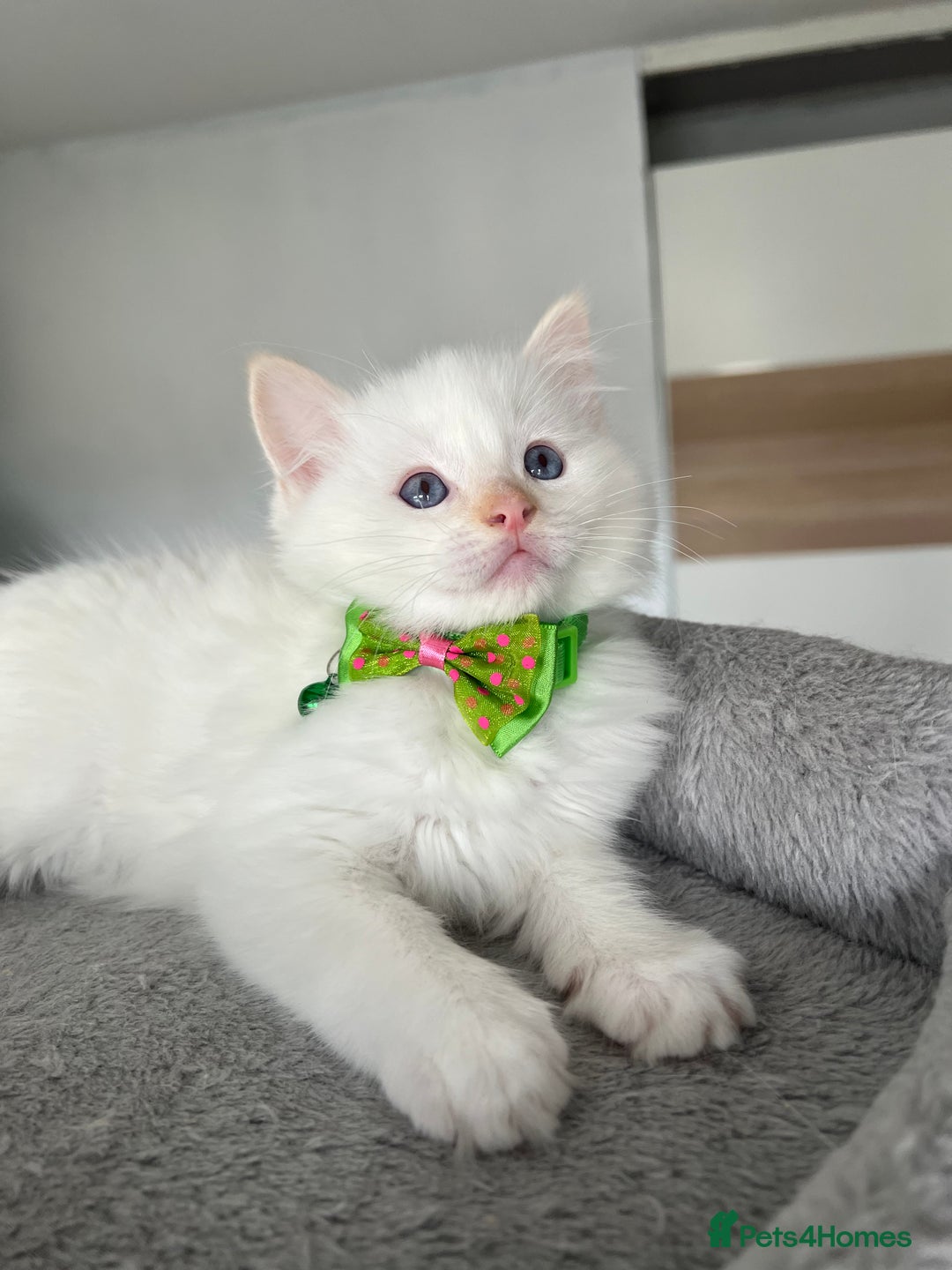 Ragdoll cats for sale: Registered Ragdoll kittens LAST GIRL HCM/PKD clear - Image 11