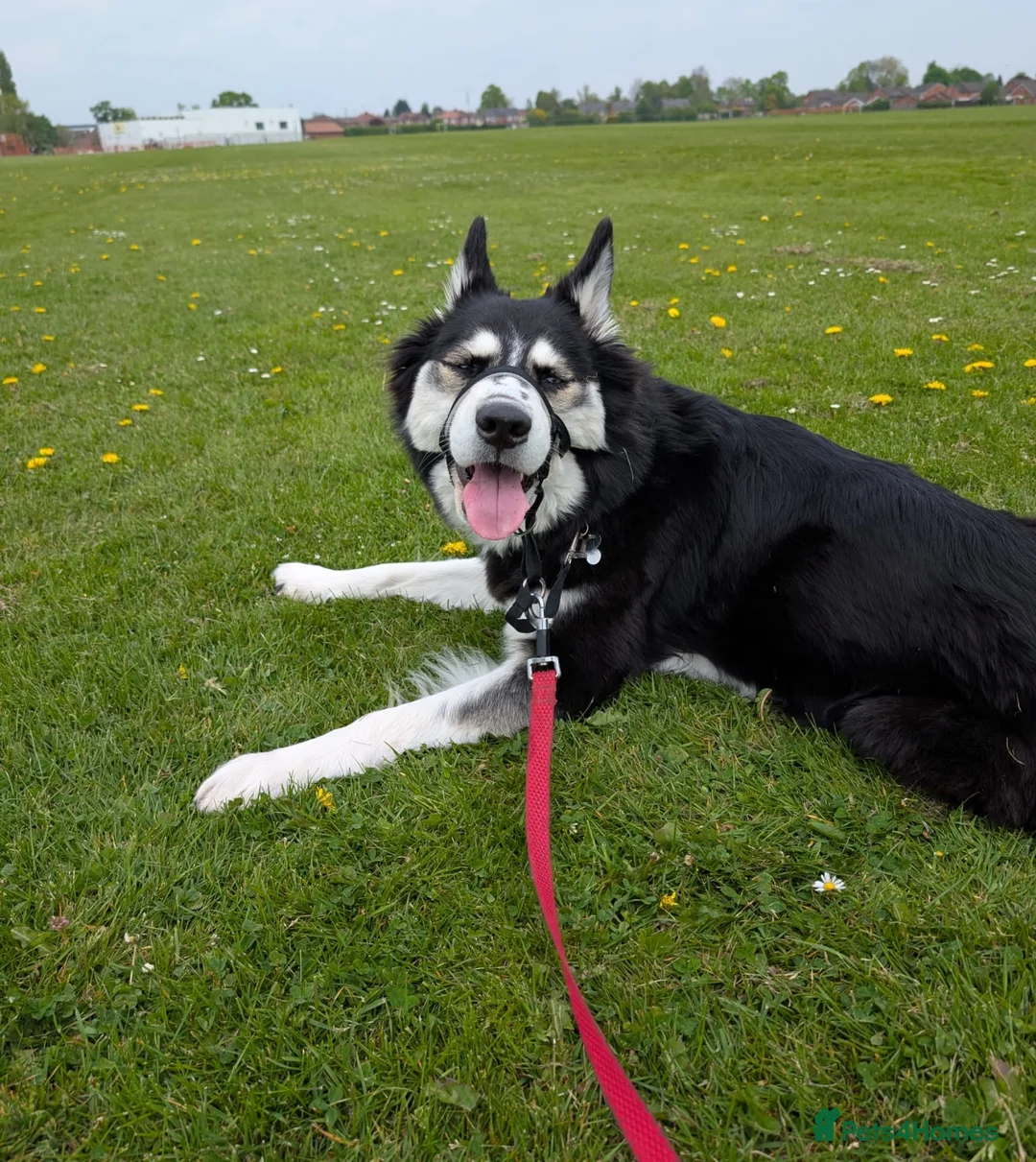 Siberian Husky dogs for sale: Luna the husky - Advert 2