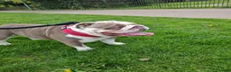 English Bulldog dogs for sale: EBD for sale in Lydney - Advert 1
