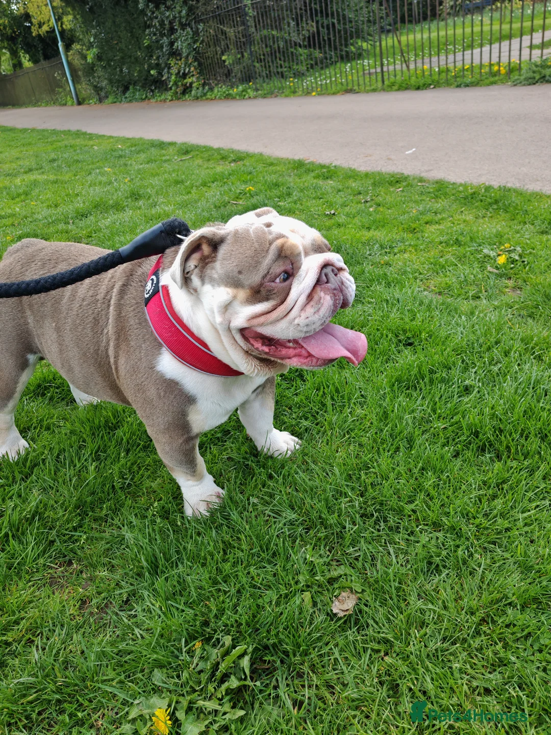 English Bulldog dogs for sale: EBD for sale in Lydney - Advert 1