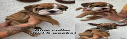 English Bulldog dogs for sale: STUNNING TRADITIONAL ENGLISH BULLDOG - Advert 27