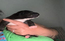 Staffordshire Bull Terrier dogs for sale: Last to males  - Image 9
