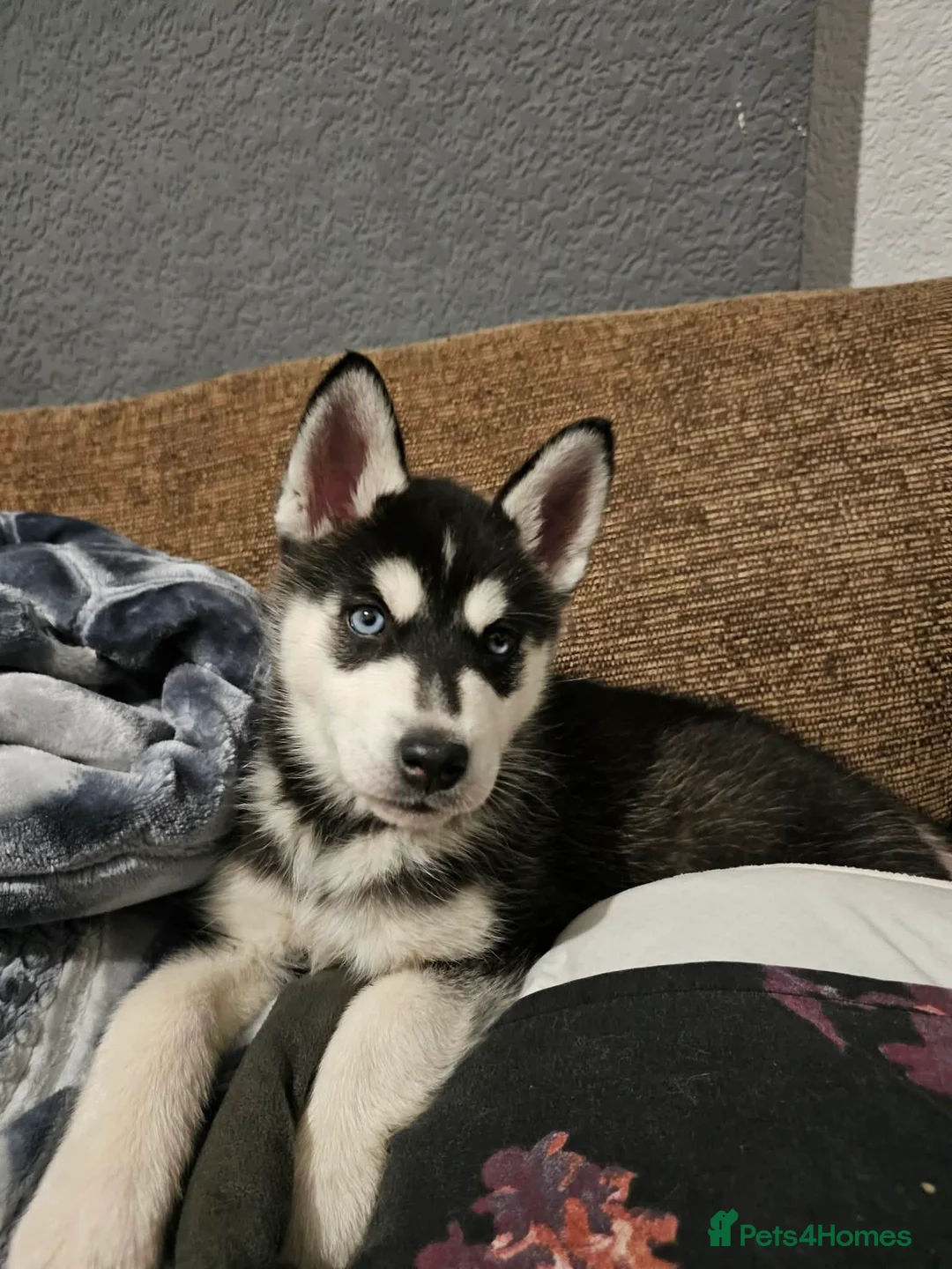 Siberian Husky dogs for sale: Stunning Husky puppies  - Advert 9