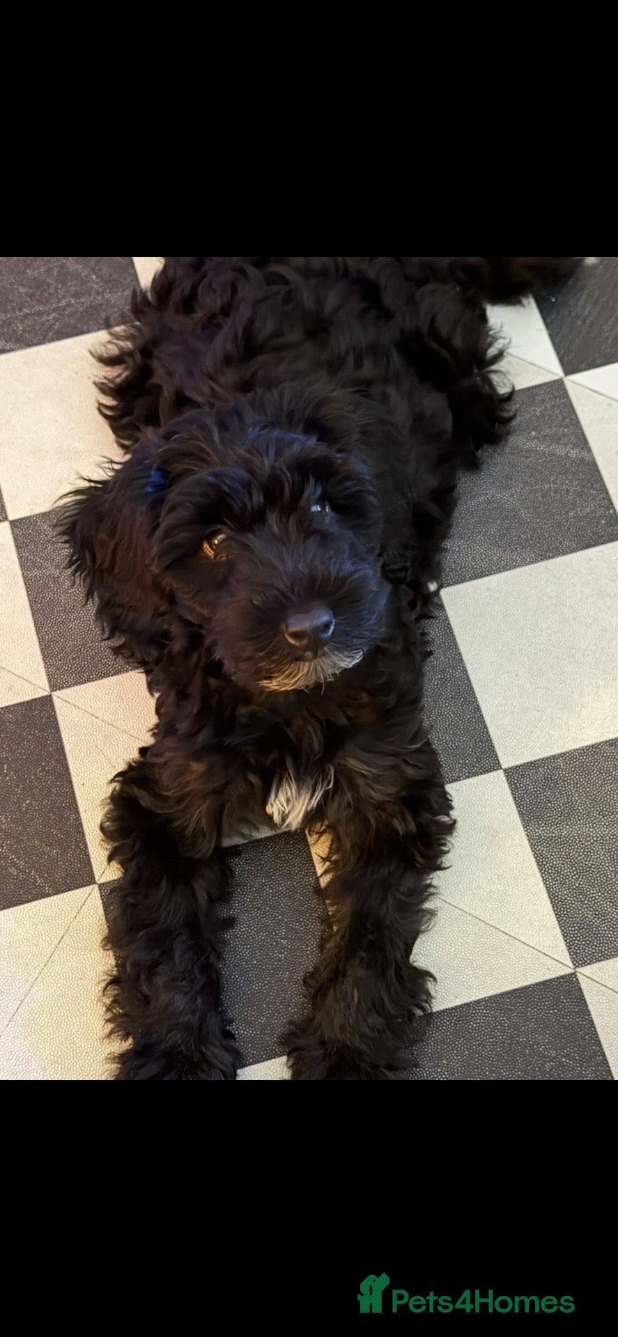 Cockapoo dogs Beautiful little girl for sale.  - Advert 1