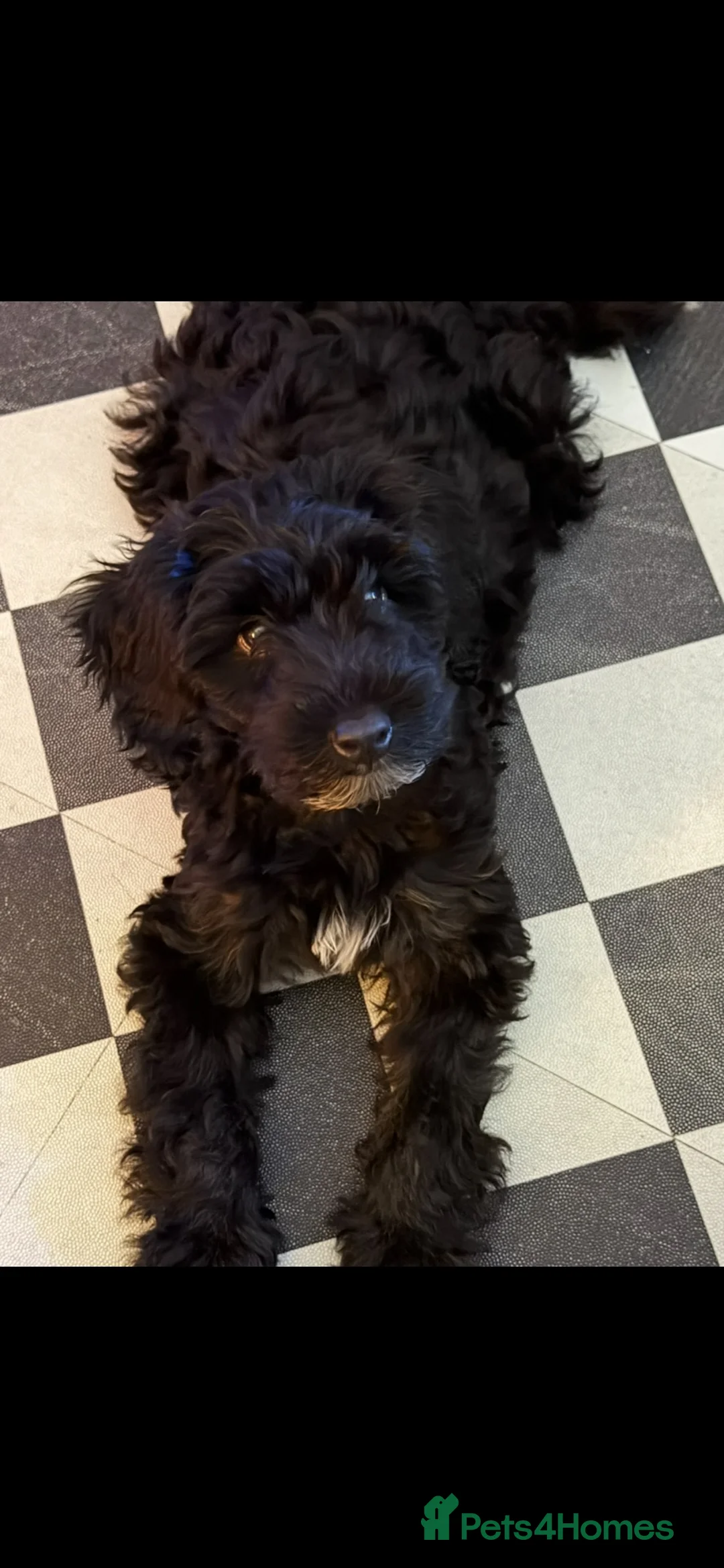 Cockapoo dogs for sale: Beautiful little girl for sale.  in Eastbourne - Advert 1