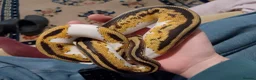 Python Snake reptiles for sale: Pied ball python in Bromyard - Advert 1