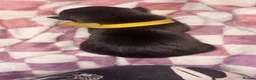 Mixed Breed dogs for sale: Border collie x staffie x German sheppard pups - Advert 5