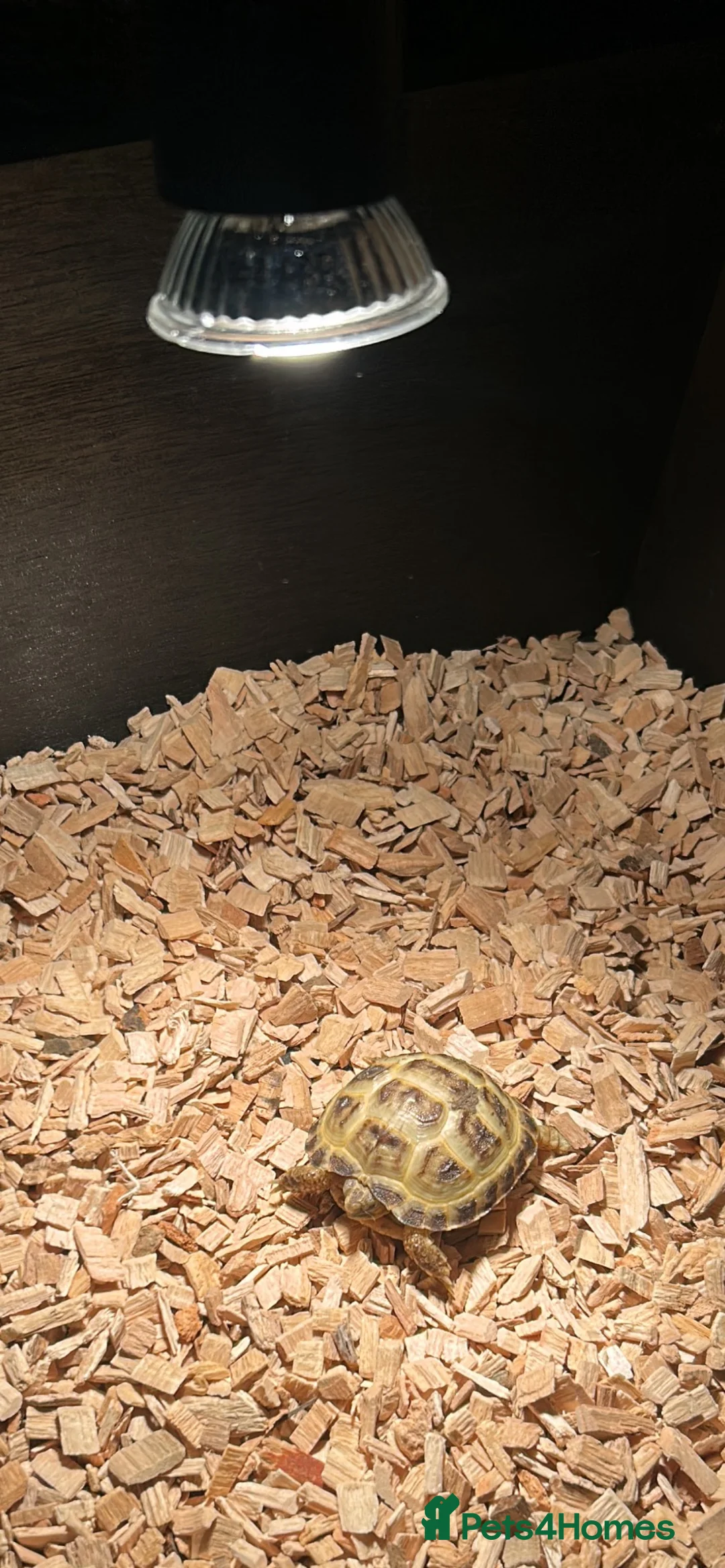 Tortoise reptiles for sale: baby horse field tortoise 🐢 ❤️  - Advert 7