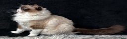 Ragdoll cats for sale: Ragdoll female ACTIVE GCCF registered  - Advert 9