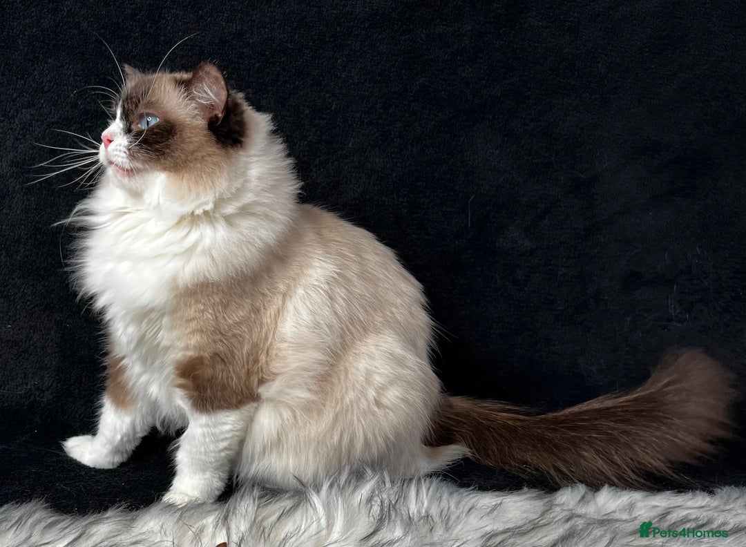 Ragdoll cats for sale: Ragdoll female ACTIVE GCCF registered  - Advert 9
