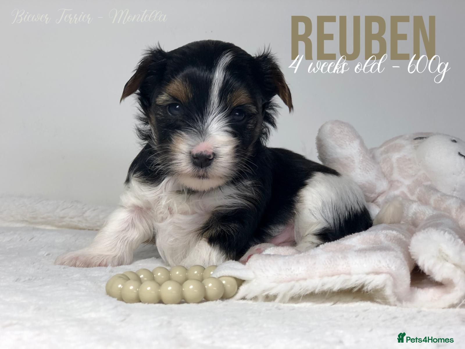 Yorkshire Terrier dogs Beautiful Litter of Six Biewer Terriers! - Advert 2