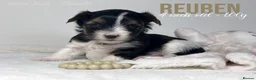 Yorkshire Terrier dogs for sale: Beautiful Litter of Six Biewer Terriers! - Advert 27
