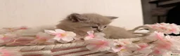 Ragdoll cats for sale: 10 Stunning Ragdoll Kittens available 🐾 in Henfield - Advert 18