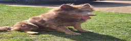 German Shepherd dogs for sale: Isabella german shepherd puppies  - Advert 7