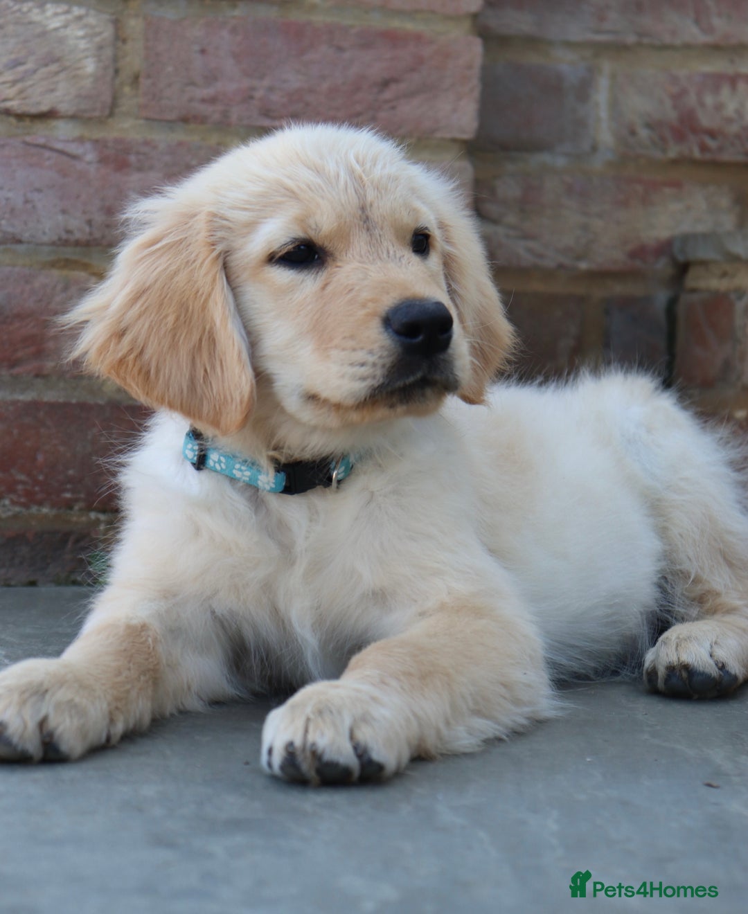 Golden Retriever dogs for sale: Golden retriever  - Image 13