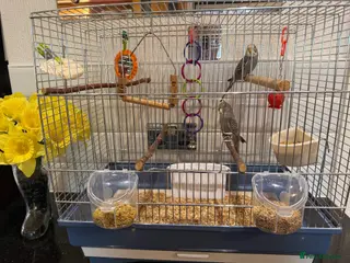 Budgerigars birds 2 beautiful baby budgies/cage/accessories - Advert 1