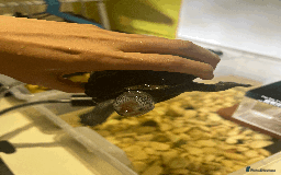 Turtle reptiles for sale: Diamondback Terrapin Turtle - Image 7