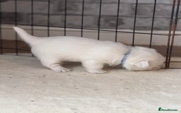 West Highland Terrier dogs for sale: KC West Highland Terrier - Image 10