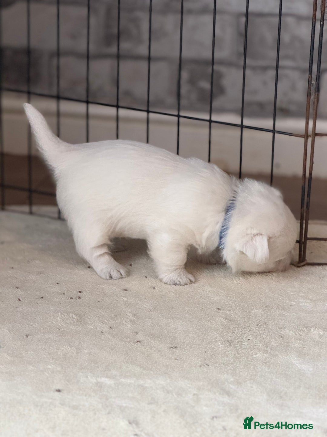 West Highland Terrier dogs for sale: KC West Highland Terrier - Image 10