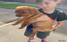 Labrador Retriever dogs for sale: Kc Labrador puppy ALLinjectionsfleawormchipinsured - Image 27