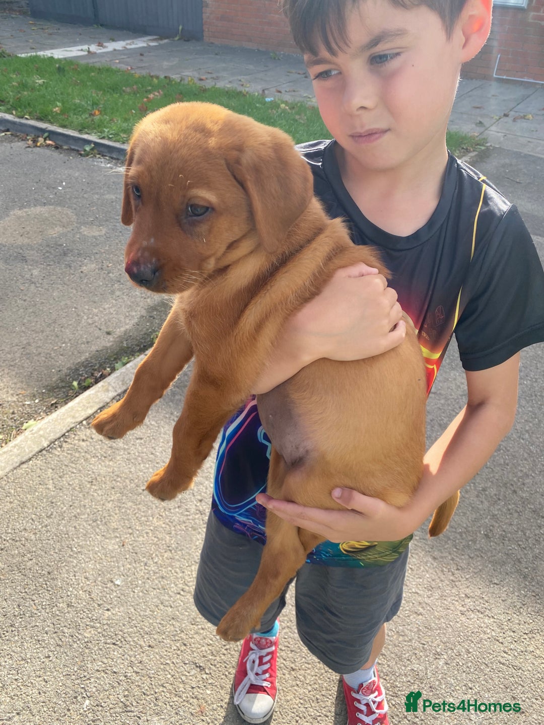 Labrador Retriever dogs for sale: Kc Labrador puppy ALLinjectionsfleawormchipinsured - Image 27