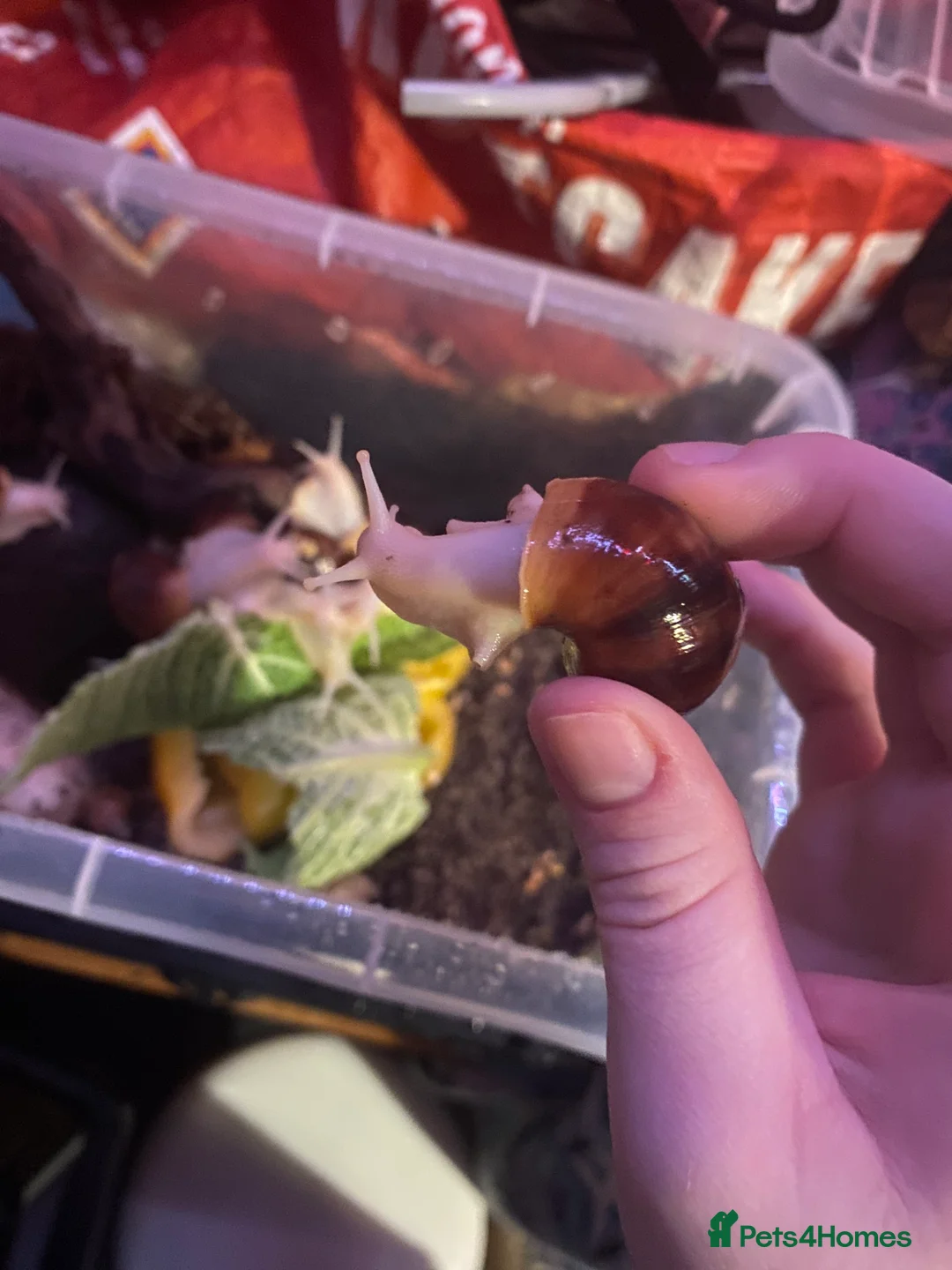 Snails invertebrates for sale: Giant African land snails  - Advert 8