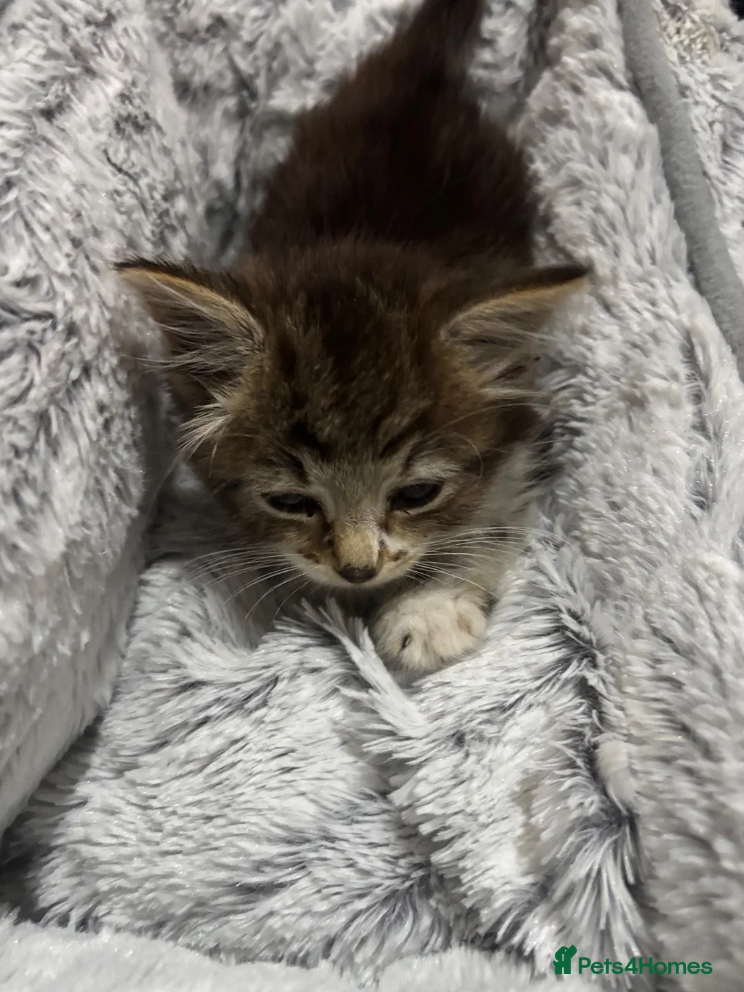 British Longhair cats for sale: Beautiful British Longhair for sale in Birmingham - Advert 4