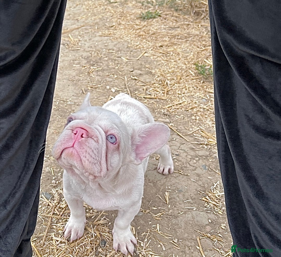 French Bulldog dogs for sale: KC reg 4 panel health test + DNA Male Frenchie Pup - Advert 4