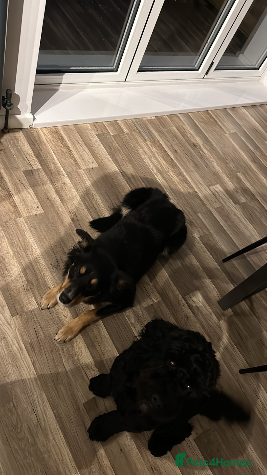 Border Collie dogs for sale: Collie for rehoming - Image 2