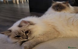 Ragdoll cats for sale: Blue tabby GCCF (ACTIVE) Queen - Image 5