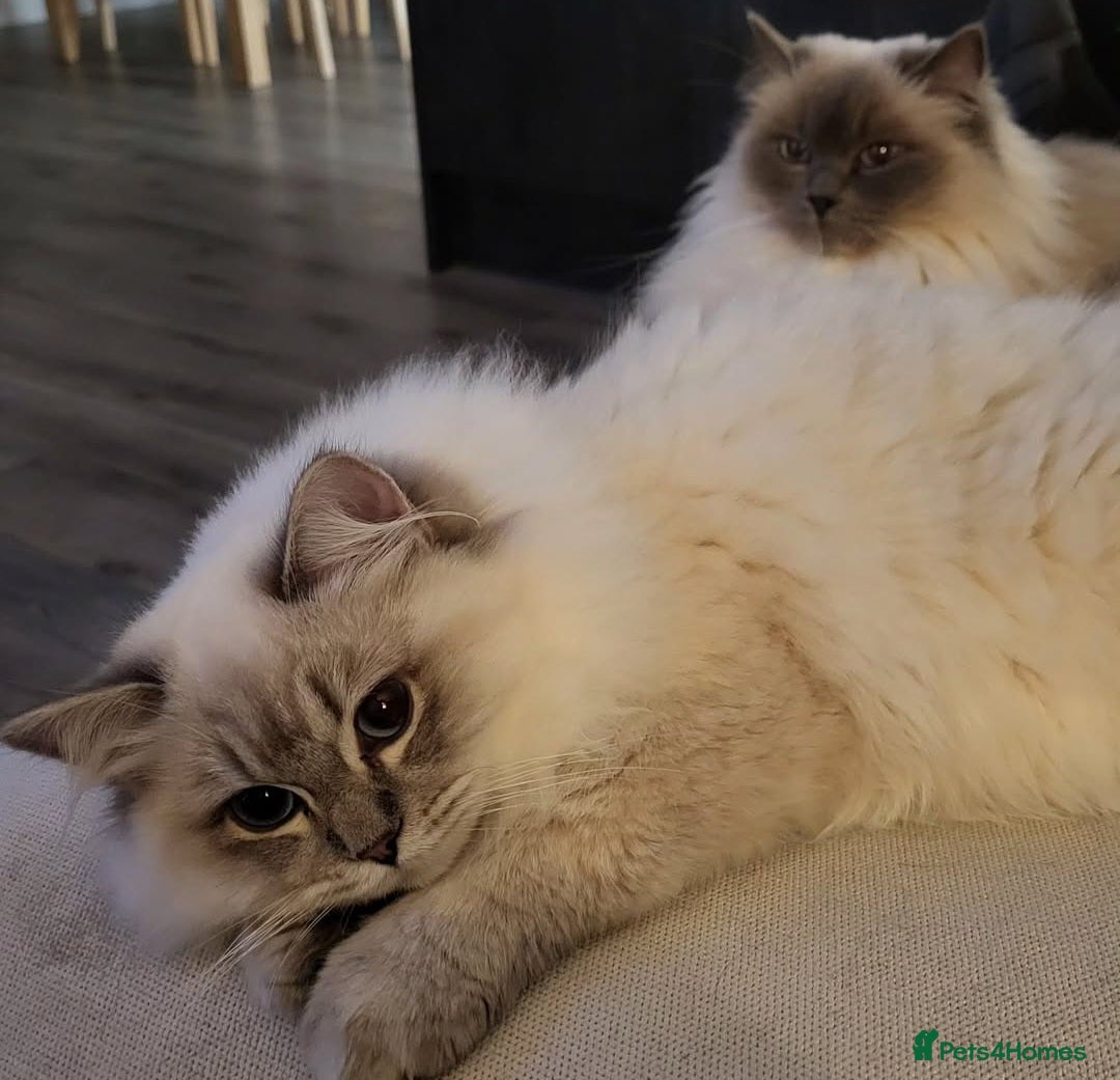 Ragdoll cats for sale: Blue tabby GCCF (ACTIVE) Queen - Image 5