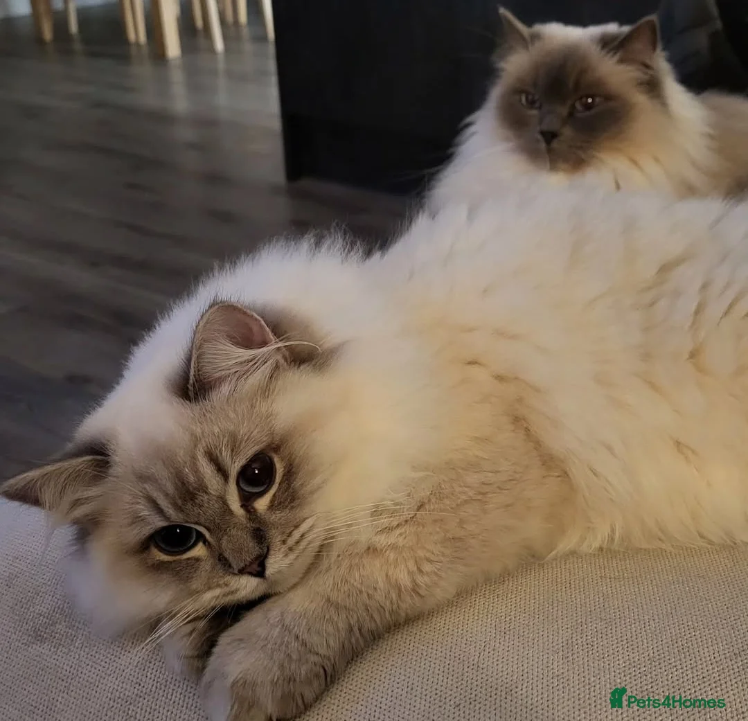 Ragdoll cats for sale: Blue tabby GCCF (ACTIVE) Queen - Advert 5