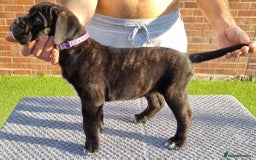 Cane Corso dogs for sale: Champion-Bloodline Cane Corso Puppies  - Image 1