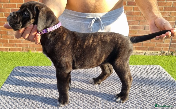Cane Corso dogs - Advert 3