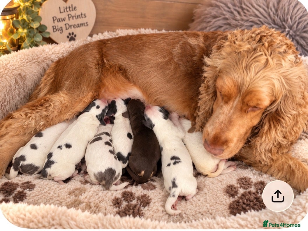 Cocker Spaniel dogs Show cocker spaniels  - Advert 2