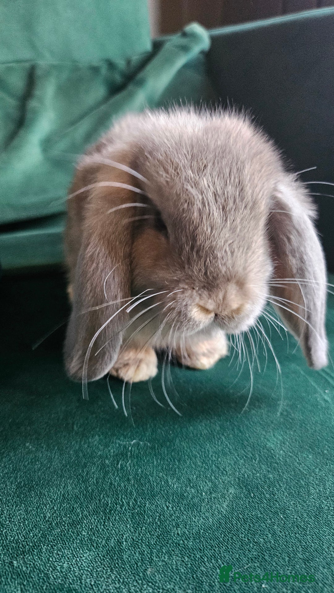 Mini Lop rabbits for sale: Ready to leave cuddly mini lops - Advert 9
