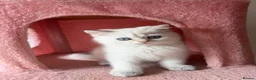 British Longhair cats for sale: WHITE KITTEN COLORPOINT VACCINATED READY FOR HOME - Advert 31